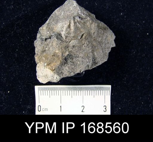Spirifer raricosta