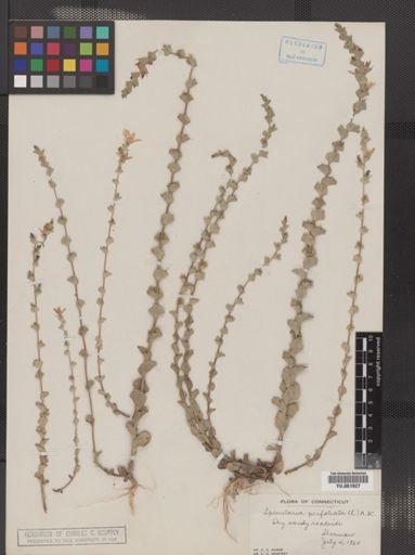 Legousia perfoliata