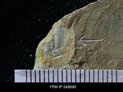 Trilobita