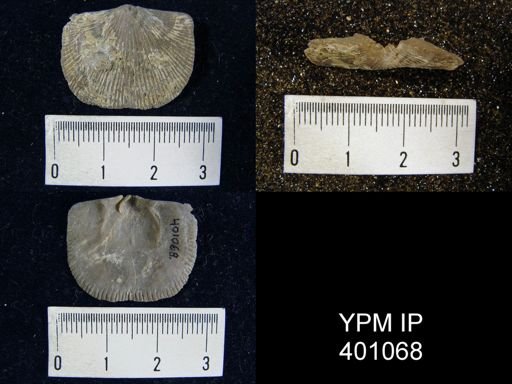 Dinorthis subquadrata