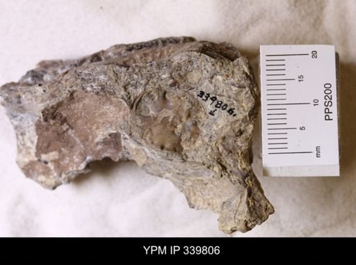 Scaphites whitfieldi