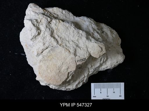undet. Foraminifera