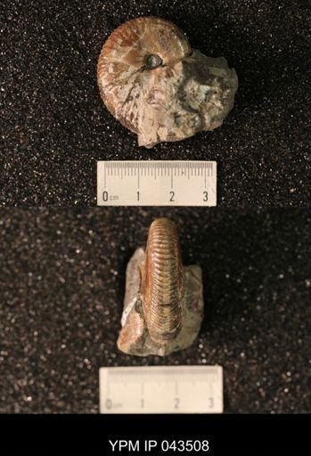 Hoploscaphites nicolletii