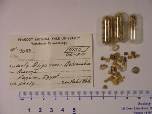 undet. Gnathostomata