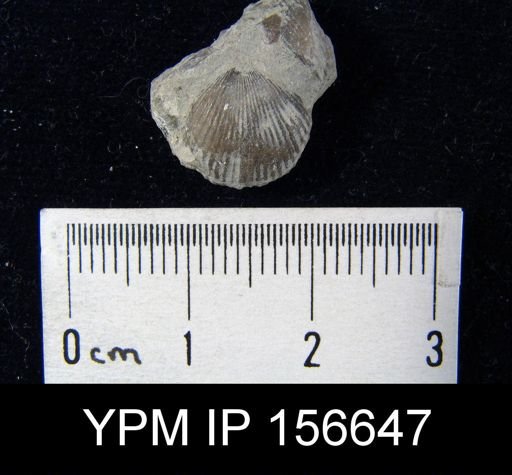 Catazyga headi anticostiensis
