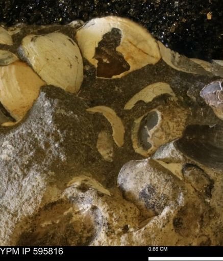 Protocardia sp.