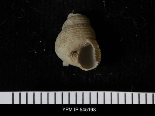 Chondropoma sp.