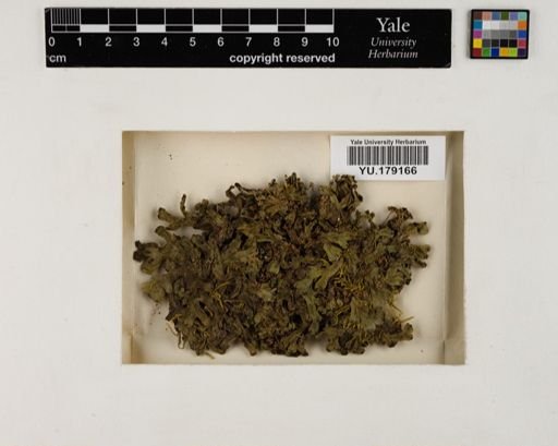 Plantae