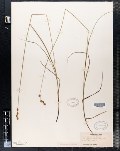 Carex straminea
