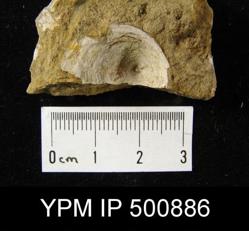 Schizotreta sp.