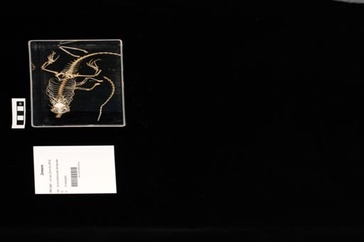 Trachylepis perrotetii