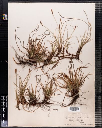 Carex pensylvanica