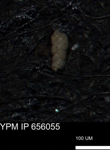 Verneuilinoides kansasensis