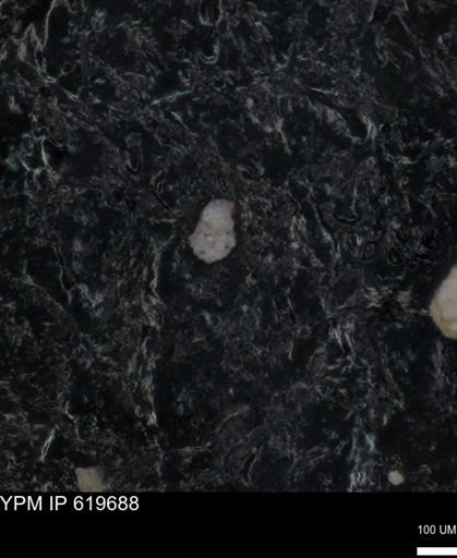 undet. Foraminiferida