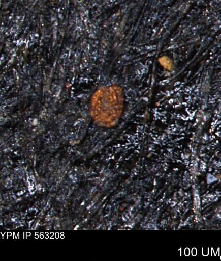 Spirolocammina planula