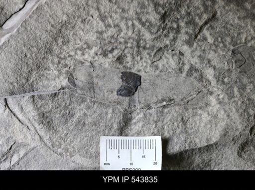 undet. Eurypterida