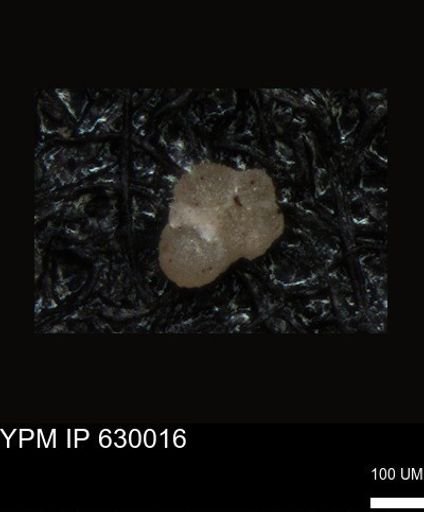 undet. Foraminiferida
