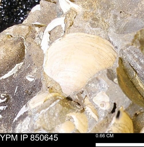 Limopsis striatopunctatus