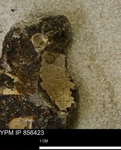 Limopsis striatopunctatus