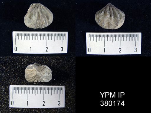 Rhynchotreta cuneata