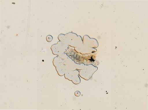 Cratena pilata