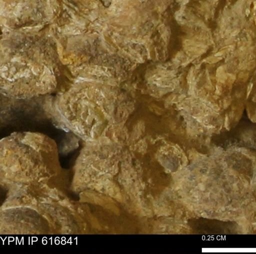 Teredo sp.