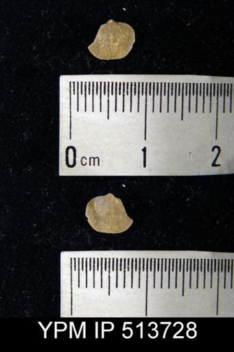 Dalmanella sp.
