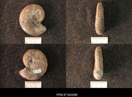 Hoploscaphites nicolletii