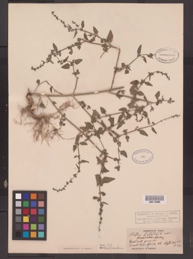 Atriplex patula