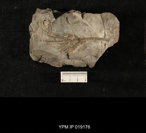 Glyptocrinus sp.
