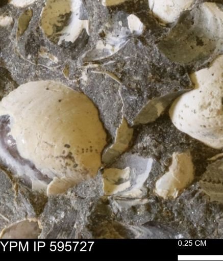 Protocardia sp.