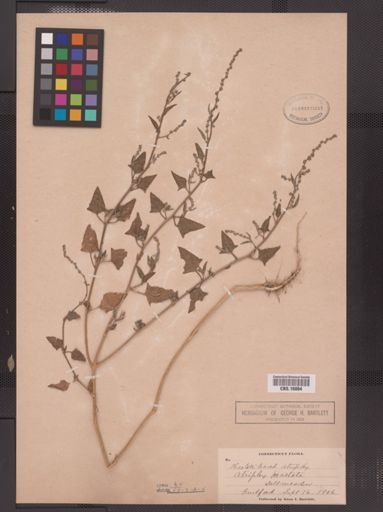 Atriplex patula hastata