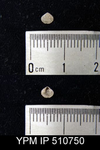 undet. Orthida