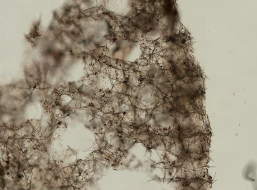 Tedania sp.
