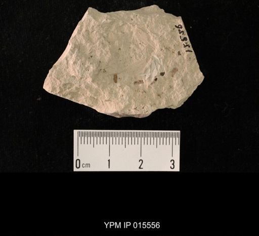 Probnis speciosa