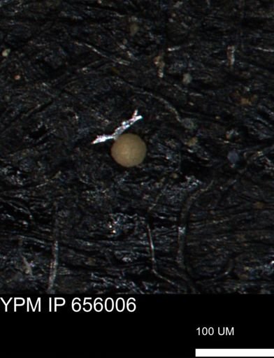 undet. Foraminiferida