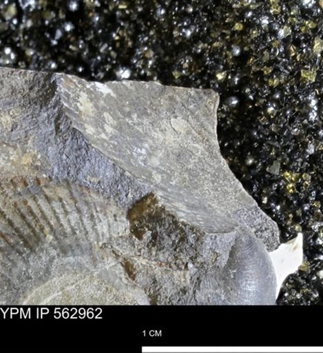 Oxytoma (Hypoxytoma) sp.