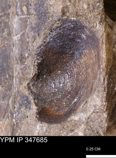 undet. Bivalvia
