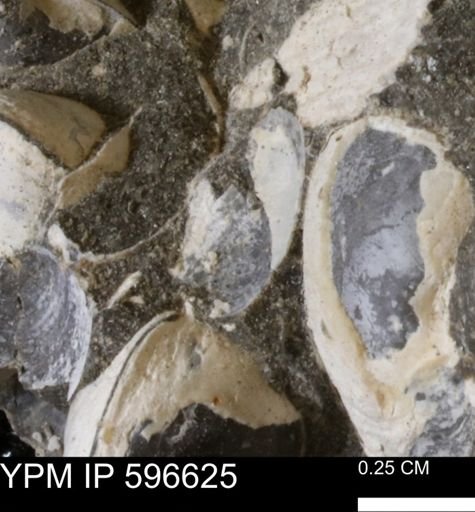 Protocardia sp.