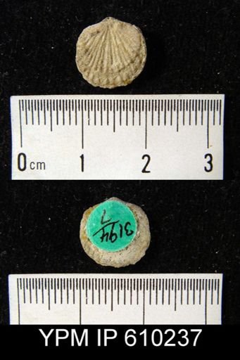Anoplotheca planoconvexa