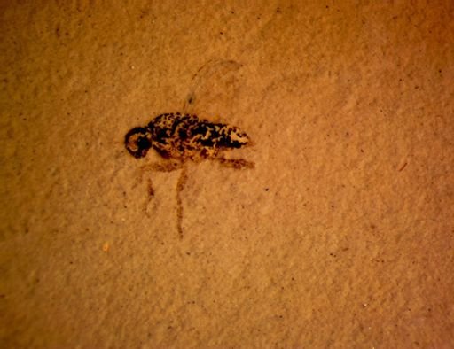 undet. Brachycera