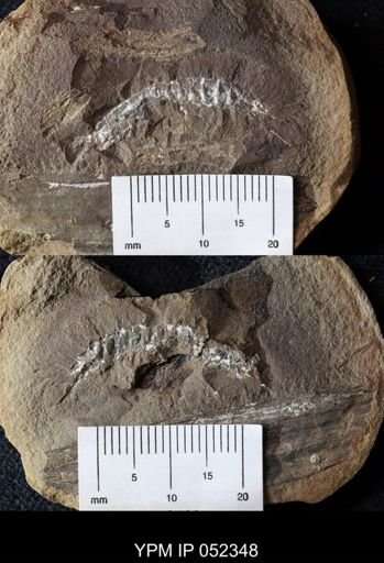 Acanthotelson stimpsoni