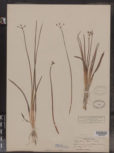 Sagittaria teres