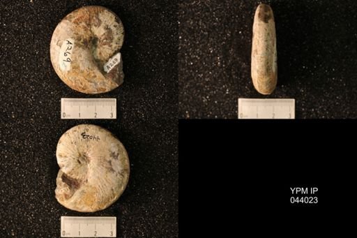 Hoploscaphites nicolletii