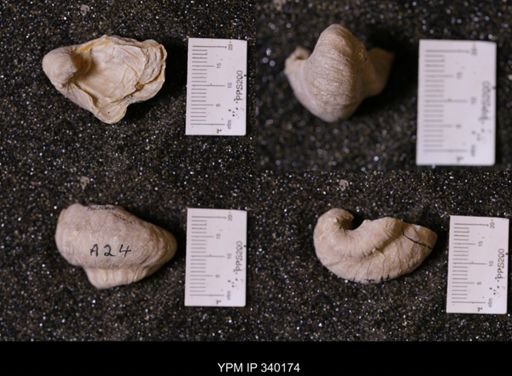 Gryphaea sp.
