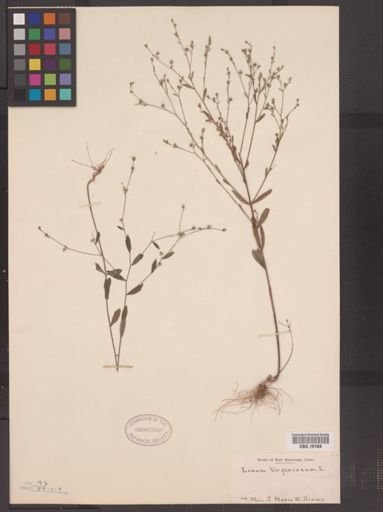 Linum virginianum