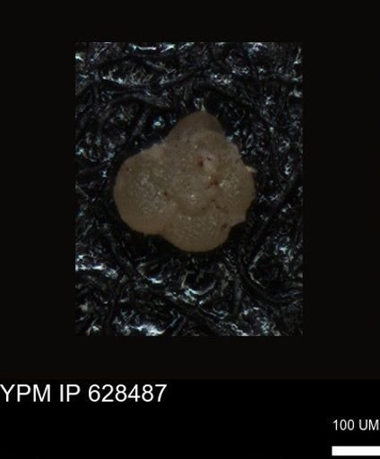 undet. Foraminiferida