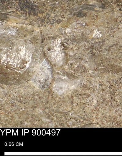 Anomia gryphorhyncha