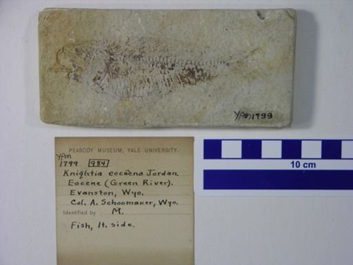 Knightia eocaena