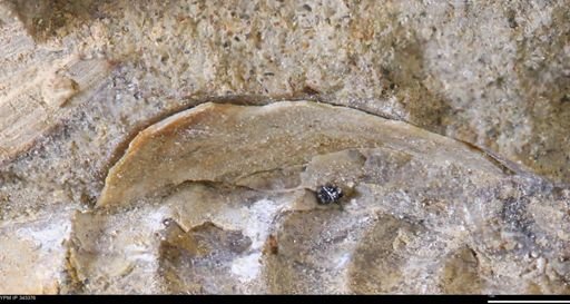 undet. Ammonoidea
